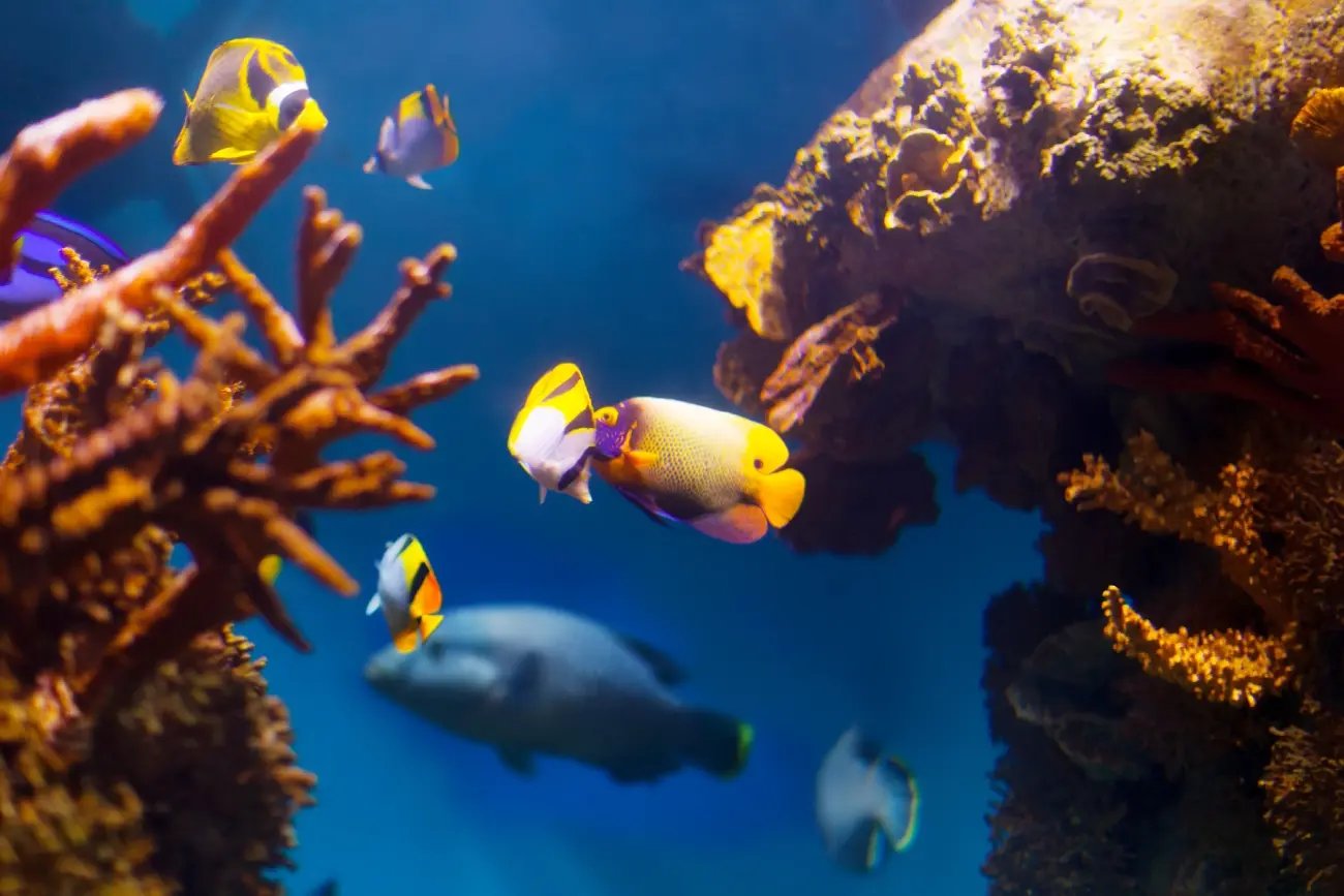 vida-subacuatica